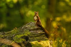 ARDILLA EN EL BOSQUE