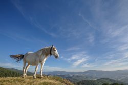 CABALLO BLANCO