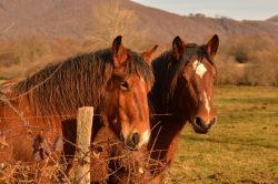 CABALLOS DE ESPINAL