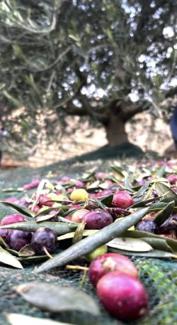 COSECHA DE TRADICIóN Y SABOR