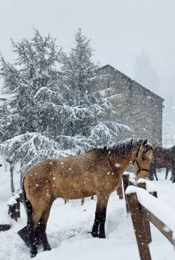 EL INVIERNO SOBRE EL ESPíRITU SALVAJE