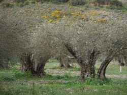 OLIVOS