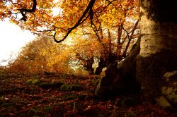 OTOñO EN LA SELVA DE IRATI