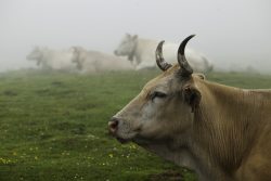 VACAS PIRENAICAS EN AZPEGI