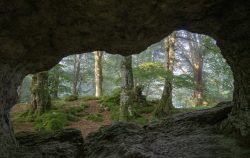 VISTAS AL BOSQUE