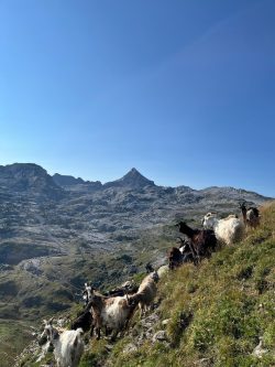 CABRAS Y ANIE