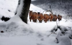 CABALLOS / ZALDIAK