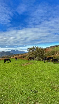 CABALLOS PASTANDO