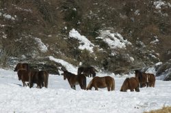 CABALLOS Y NIEVE