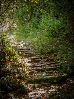 CAMINOS DEL BOSQUE