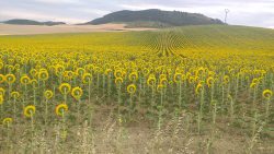 CAMPO DE GIRASOLES