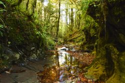 EL AGUA Y EL BOSQUE