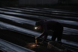 EL TESORO DE LA TIERRA. UN ESPáRRAGO BAJO LA LUZ