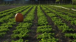 EN LA HUERTA