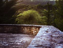 ENTRE EL CASTILLO Y EL BOSQUE