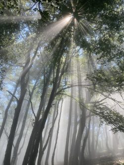 ENTRE LA NIEBLA