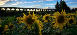 GIRASOLES EN NOáIN