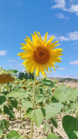 GIRASOLES DE ZIZUR