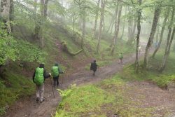 GRUPO DE PEREGRINOS DESCIENDE ENTRE BRUMAS A RONCESVALLES