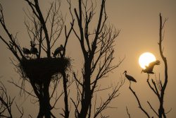 GUARDIANAS DEL AMANECER