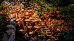 GUARDIANES DEL BOSQUE ENCANTADO