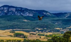 LA LIBERTAD DEL VUELO