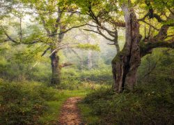 LOS GUARDIANES DEL BOSQUE