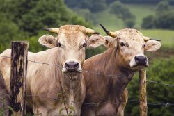 OBSERVADORAS Y DE BUENA LECHE