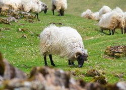 OVEJA LATXA – PATRIMONIO DE NUESTRA TIERRA