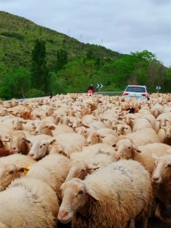 OVEJAS EN LA CARRETERA