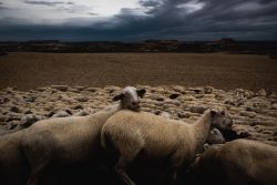 OVEJAS EN LAS BARDENAS