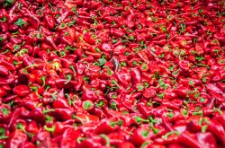 PIMIENTOS EN LODOSA