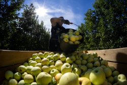 RECOGIDA DE MANZANAS