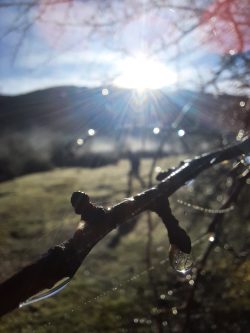 REFLEJOS