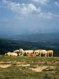 REUNIóN CON VISTAS