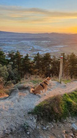 SHIBA INU OBSERVANDO EL PAISAJE