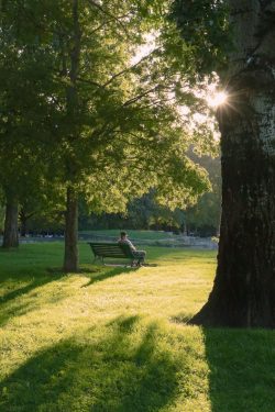 TARDE VERDE