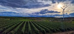 VIENTO Y OLIVAR