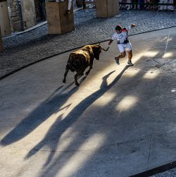 VACAS EN OLITE