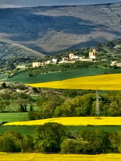 INVASIóN DE LA COLZA