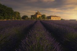 LAVANDA