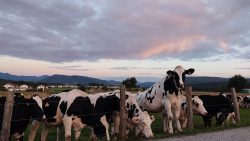 ¿ME LLAMAS A Mí? TODAVíA NO TENGO LECHE