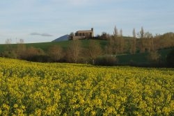 AMARILLOS EN EL VALLE DE EGüéS
