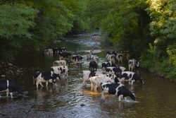 BEBIENDO DEL CORAZóN DEL CAUCE