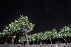 BRILLANTES COMO ESTRELLAS