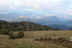 BURGETES PASTANDO EN AITZA