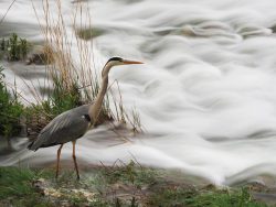 BUSCANDO WIFI ENTRE LAS CAñAS