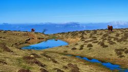 CABALLOS EN SIERRA DE SAIOA