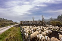 CONTRASTES DEL CAMPO