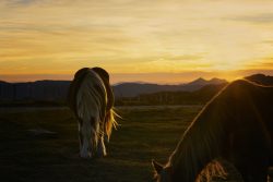 DISFRUTANDO DEL ATARDECER